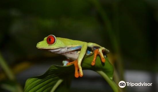 Neo Fauna CR