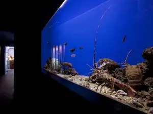 Acquario Mediterraneo dell'Argentario