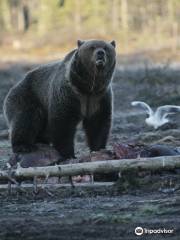 Boreal Wildlife Center