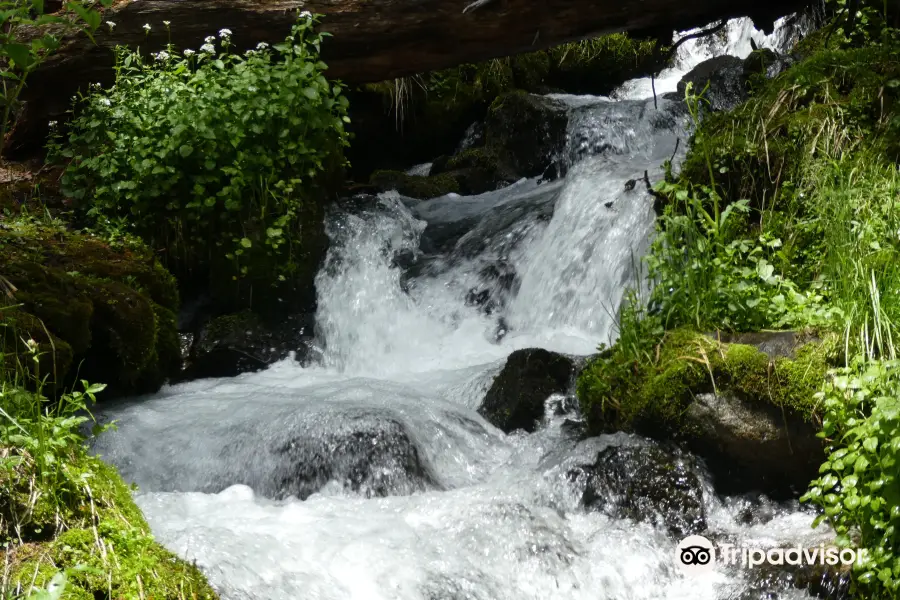 Carson National Forest