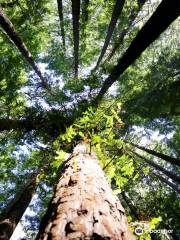 The Redwoods Otways