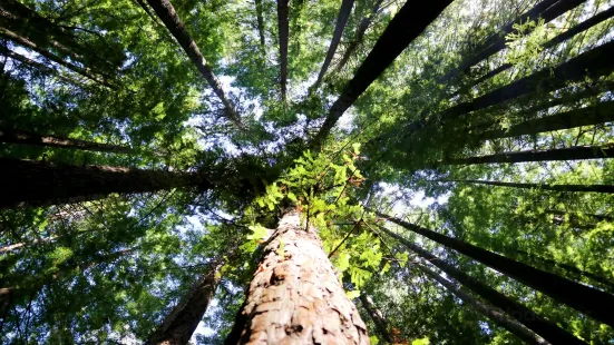 The Redwoods Otways