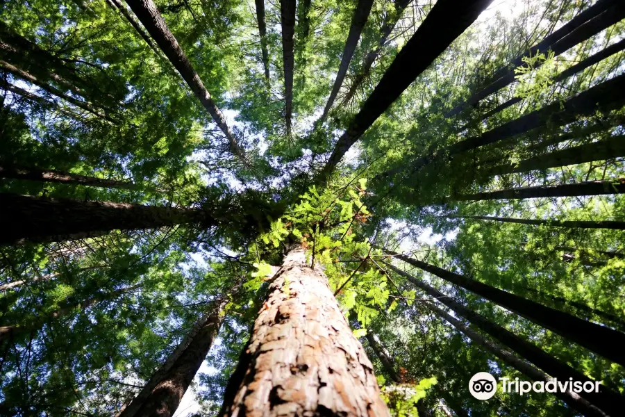 The Redwoods Otways