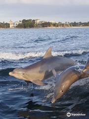 Surf's Up Dolphin Cruises