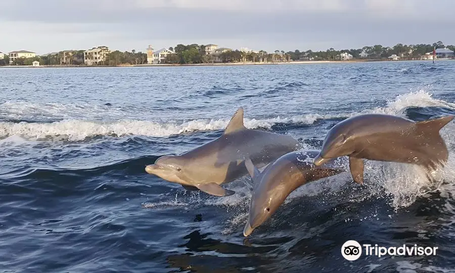 Surf's Up Dolphin Cruises