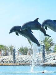 Dolphin Discovery Los Cabos