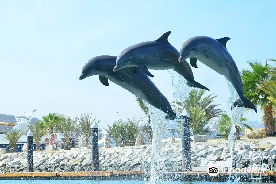 Dolphin Discovery Los Cabos