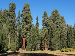 Big Trees Trail