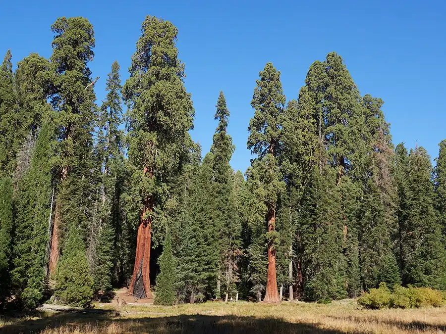 Hotel in zona Big Trees Trail