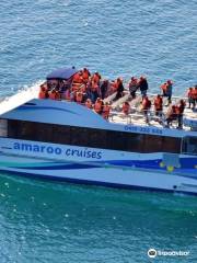 Amaroo Dolphin and Whale Watching Cruises