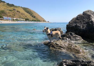 Pirate Dog Beach