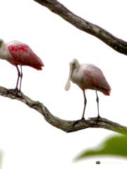 Timucuan Ecological & Historical Preserve