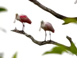 Timucuan Ecological & Historical Preserve