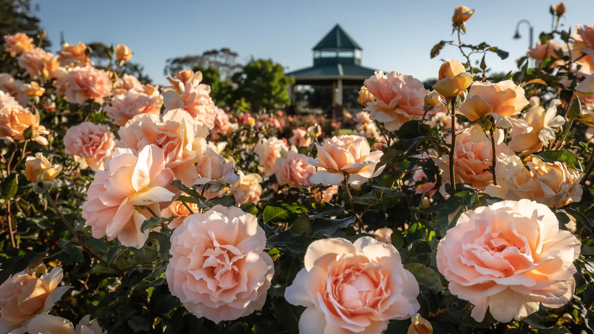 Hotels near Mornington Botanical Rose Gardens