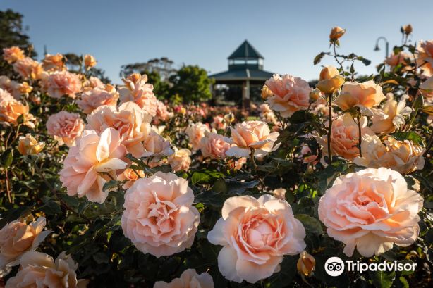 Mornington Botanical Rose Gardens