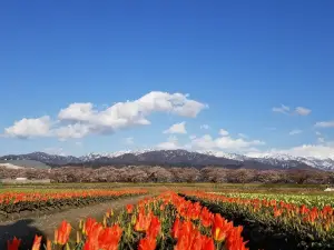 舟川べり桜並木