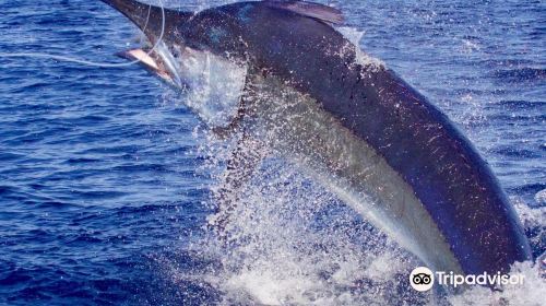 Hawaii Marlin Fishing