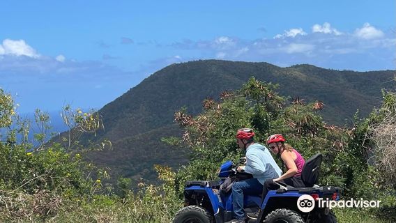 Gecko's Island Adventures