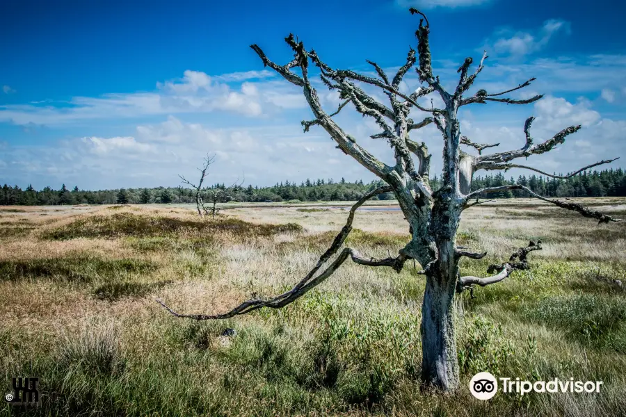 Thy National Park