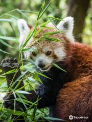 Zoo e Parco divertimenti di Debrecen