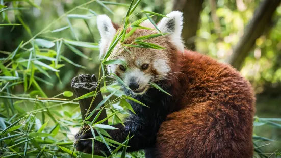 Zoo e Parco divertimenti di Debrecen