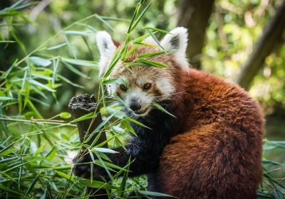 Debrecen Zoo and Botanical Garden