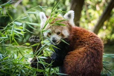 Debrecen Zoo and Amusement Park