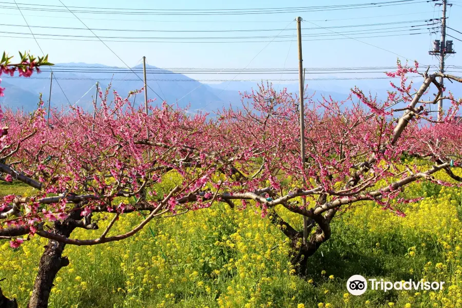 Yamanashi City Peach Fields