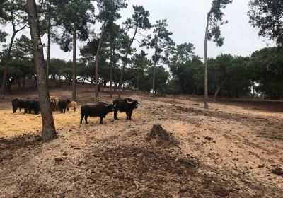 Badoca Safari Park