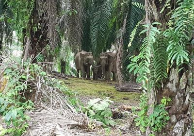 Kinabatangan Jungle Camp