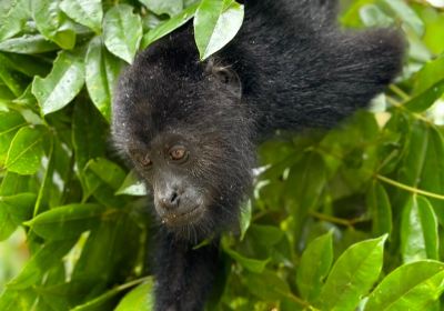 Community Baboon Sanctuary