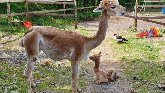 Snowdonia Alpacas