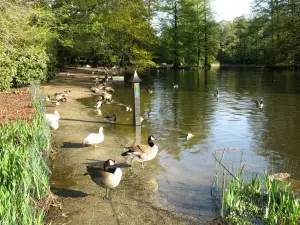 Swan Lake Iris Gardens