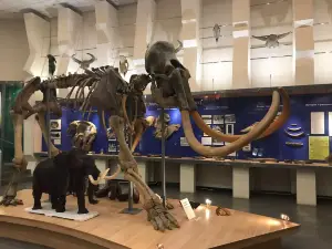 Mammoth Museum