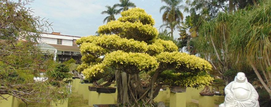 Fortin de las Flores
