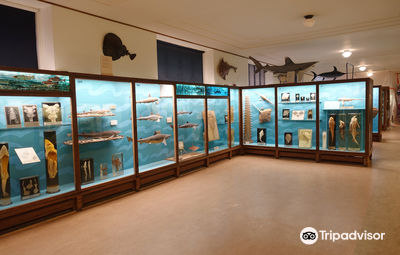 Gothenburg Museum of Natural History