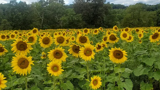 Sussex County Sunflower Maze