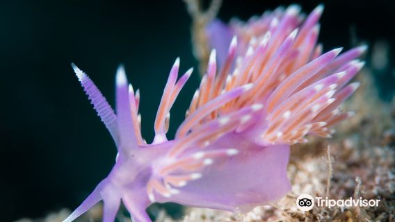 Buceo Tenerife