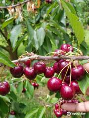 Ripe N' Ready Cherry Farm