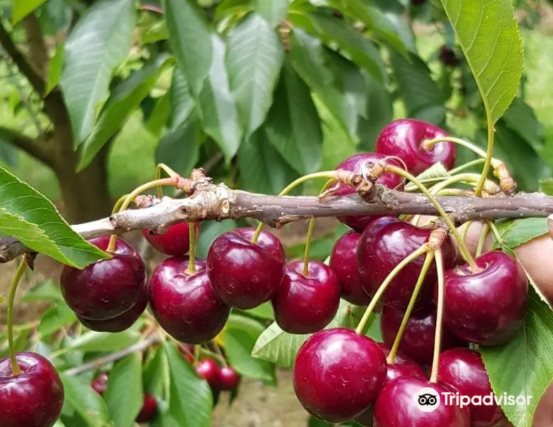 Ripe N' Ready Cherry Farm