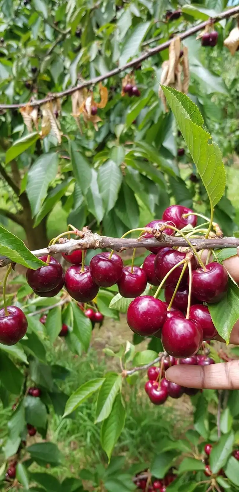 Отели рядом с достопримечательностью «Ripe N' Ready Cherry Farm»