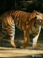 ONLINE CORBETT JUNGLE SAFARI TOUR & TRAVELS