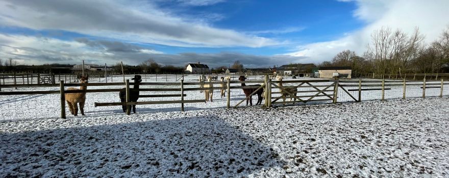 Cary Alpacas