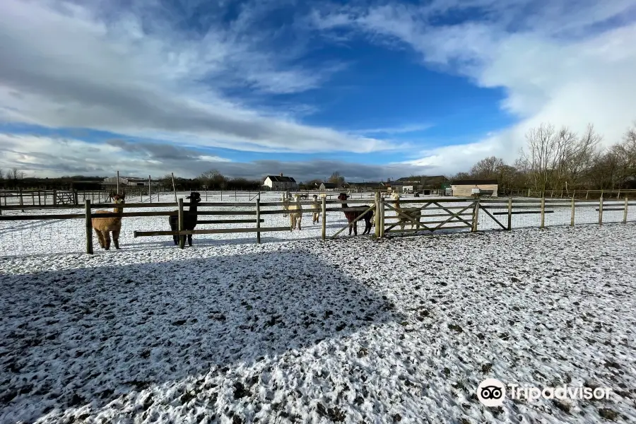 Cary Alpacas