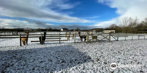 Cary Alpacas