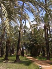 Palmeral de Santiago y Zaraiche