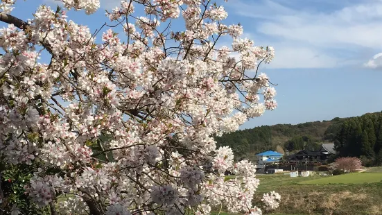 明星桜