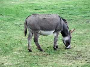 Tiergarten Ludwigslust