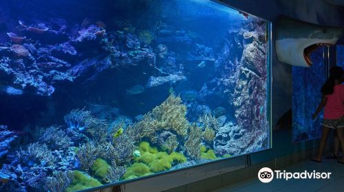 Sea Aquarium Bergen Aan Zee