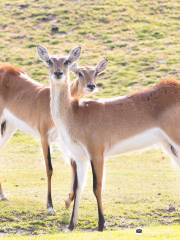 Veszprem Zoo